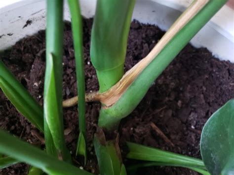 bumps on monstera stem|Understanding Brown On Monstera Stem: Causes。